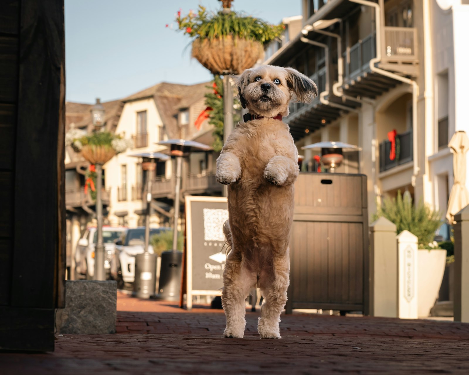 Dog Grooming Oakland: How to Find the Right Fit for Your Dog